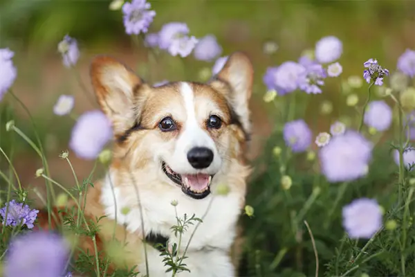 charming witty and overall adorable 12 interesting corgie facts 10