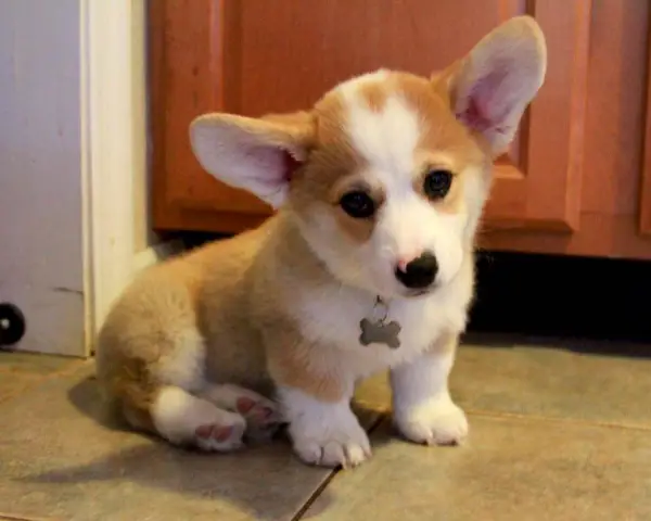 charming witty and overall adorable 12 interesting corgie facts 4
