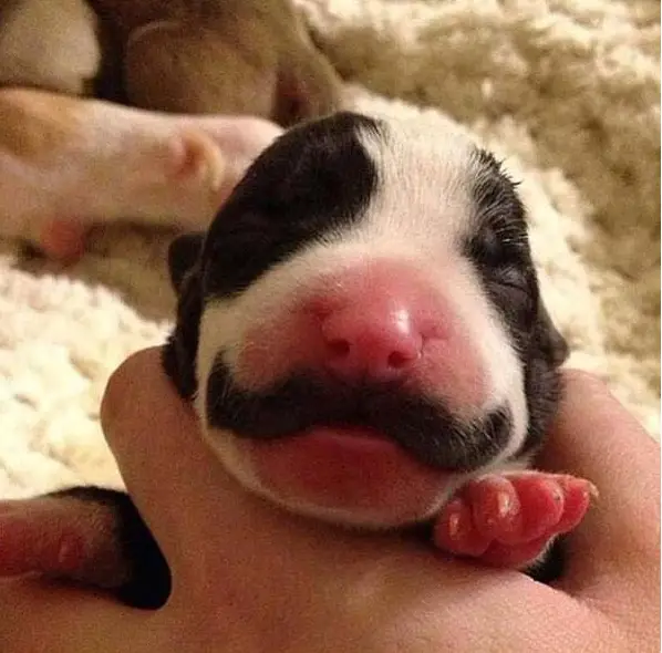 classy animals with mustaches 15 pics 3