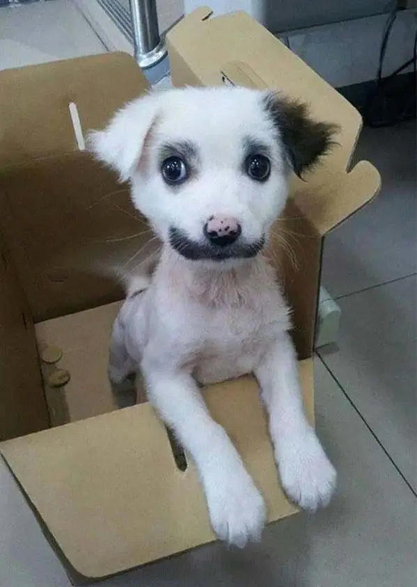 classy animals with mustaches 15 pics 5