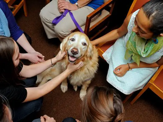 college therapy dogs help students destress during finals 8 pictures 1