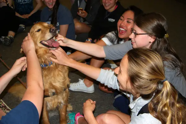 college therapy dogs help students destress during finals 8 pictures 4