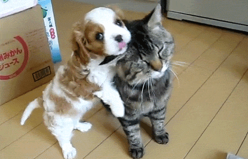 compilation of 21 cute and amazing animal gifs 13