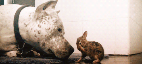 compilation of 21 cute and amazing animal gifs 15