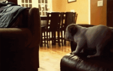 compilation of 21 cute and amazing animal gifs 18
