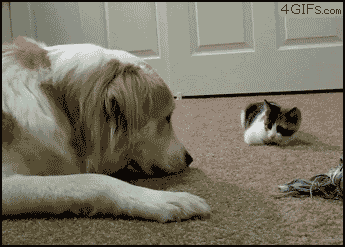 compilation of 21 cute and amazing animal gifs 21