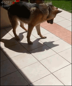 compilation of 21 cute and amazing animal gifs 4