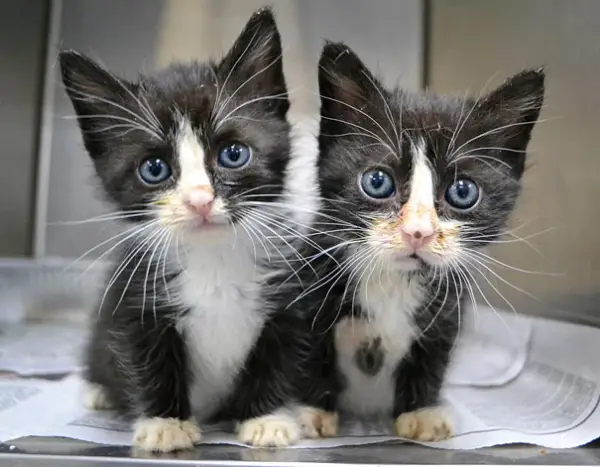 copypaste rightly done 16 gorgeous animal twins 4