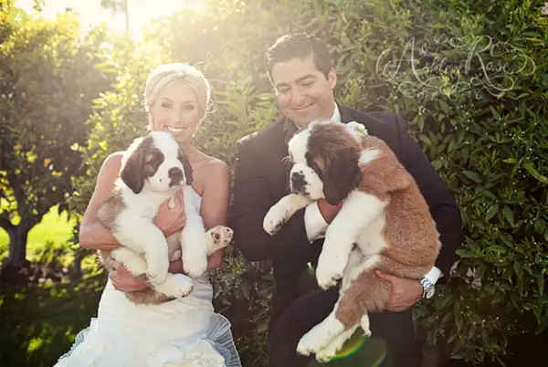 cute trend animals at weddings 10 pictures 3