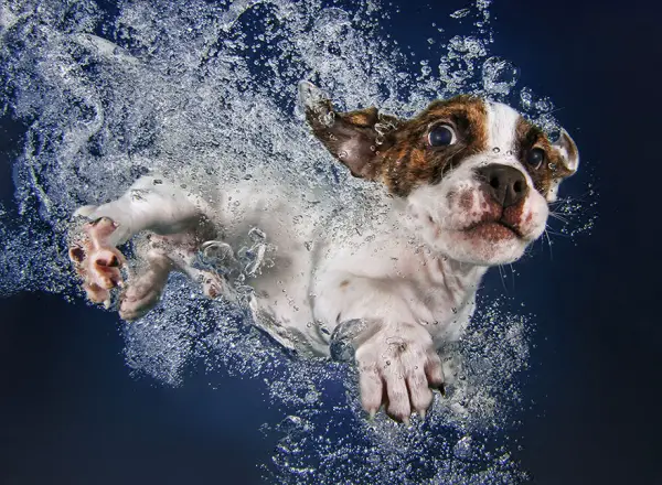 cute underwater puppy shots by seth casteel 10 pics 1