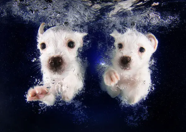 cute underwater puppy shots by seth casteel 10 pics 2