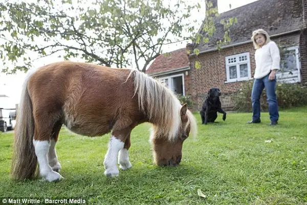 cutest and tiniest horse is a part of the family 10 pics 1 video 4