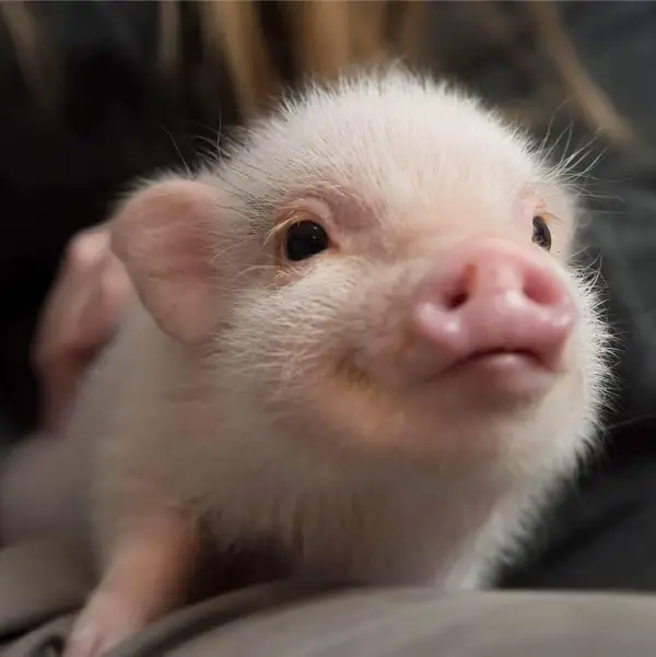 cutest oink a pig activist and a therapist 10 pictures 1