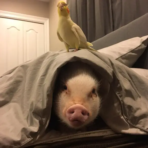 cutest oink a pig activist and a therapist 10 pictures 2