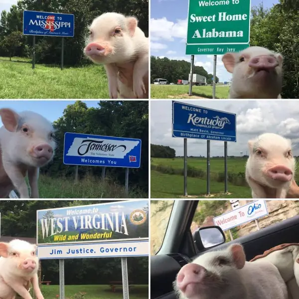 cutest oink a pig activist and a therapist 10 pictures 4