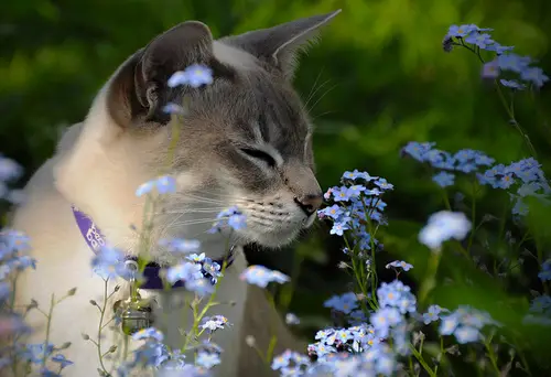 Image result for cat smelling flowers sneezing