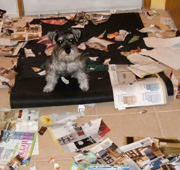 dog making mess 13