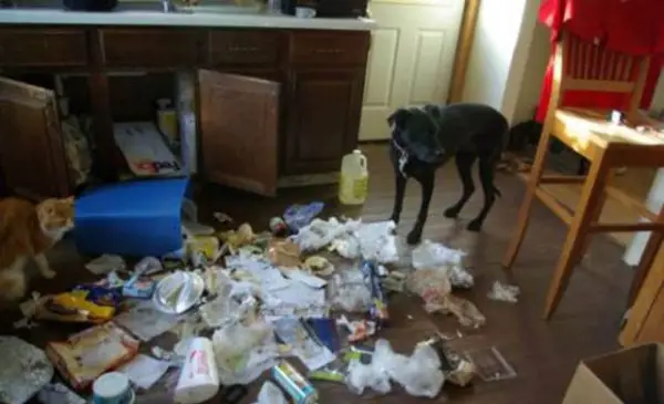 dog making mess 14