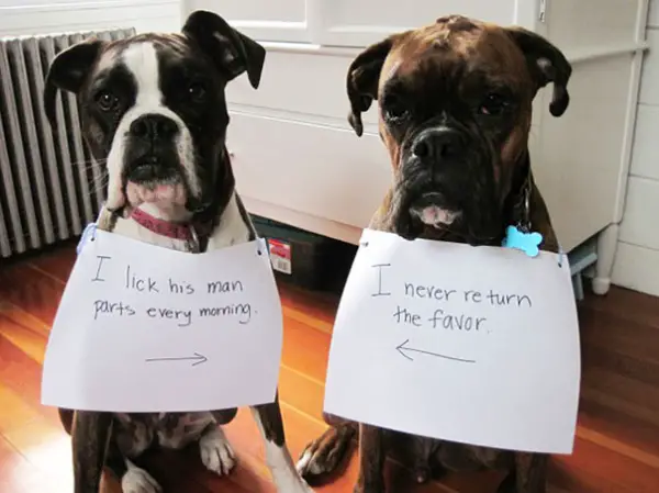 dog shaming 17 adorable partners in crime 1