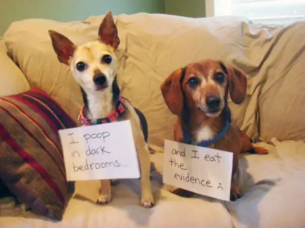 dog shaming 17 adorable partners in crime 12
