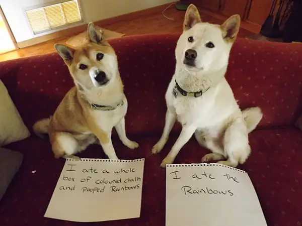 dog shaming 17 adorable partners in crime 13