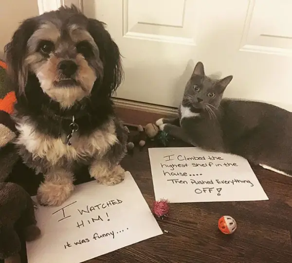 dog shaming 17 adorable partners in crime 14