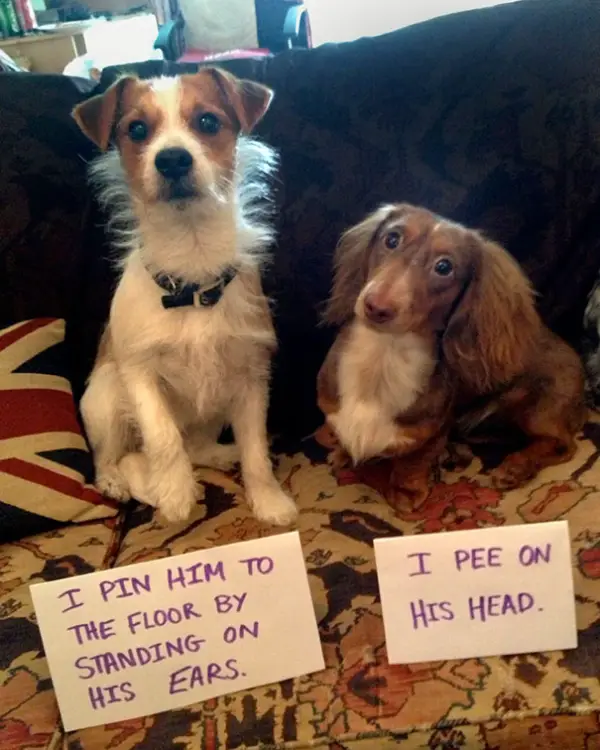 dog shaming 17 adorable partners in crime 15