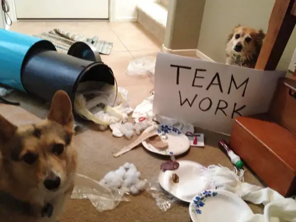 dog shaming 17 adorable partners in crime 16