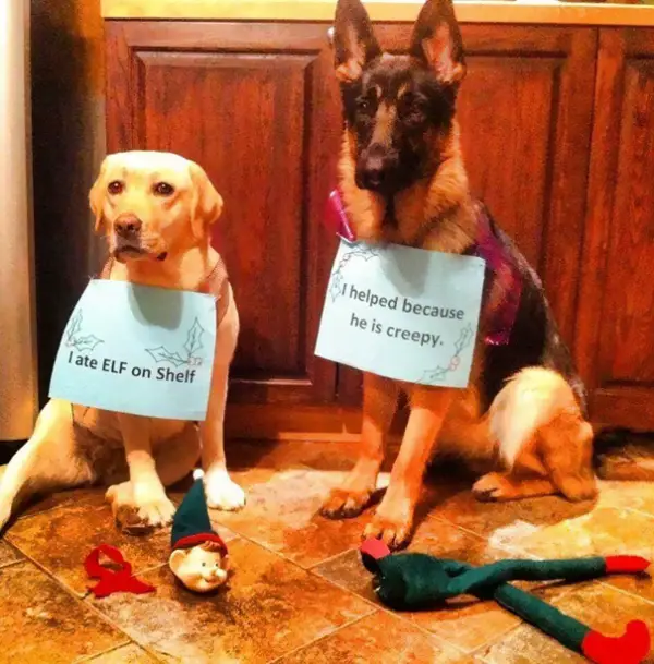 dog shaming 17 adorable partners in crime 17