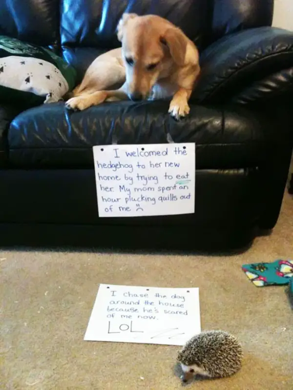 dog shaming 17 adorable partners in crime 3