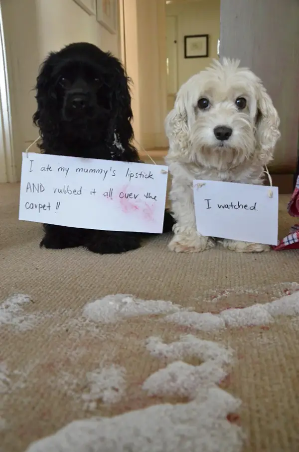 dog shaming 17 adorable partners in crime 7