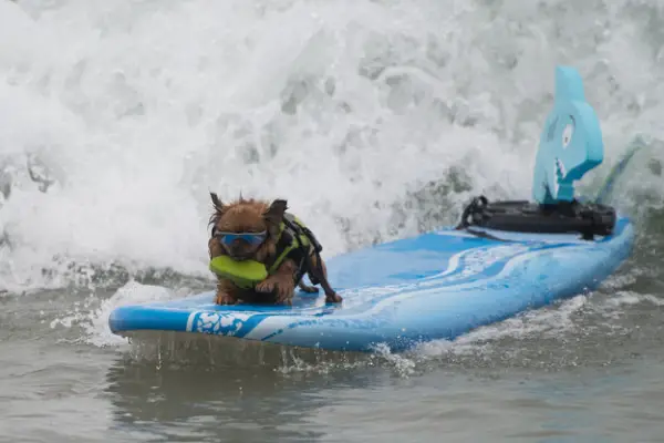dog surfing is something you shouldnt miss 15 pics 10