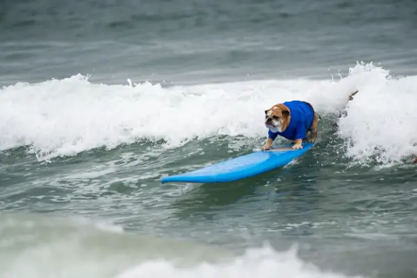 dog surfing is something you shouldnt miss 15 pics 11