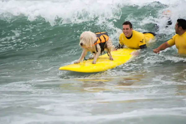 dog surfing is something you shouldnt miss 15 pics 2