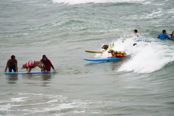 dog surfing is something you shouldnt miss 15 pics 4
