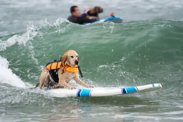 dog surfing is something you shouldnt miss 15 pics 5