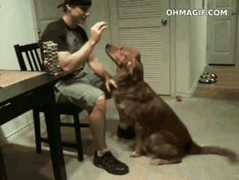 dog tricks 3