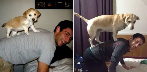 dogs and their owners  before and now  10 pictures 10