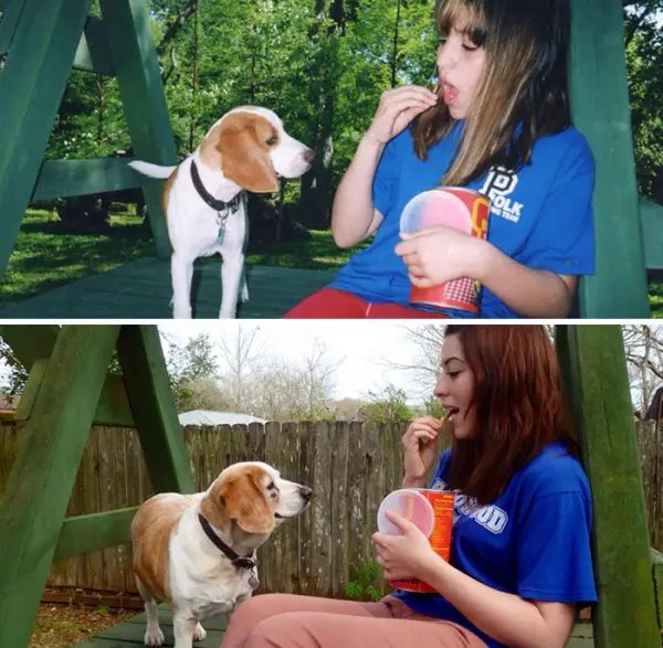 dogs and their owners  before and now  10 pictures 3