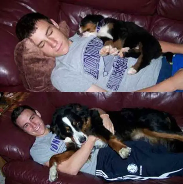 dogs and their owners  before and now  10 pictures 8