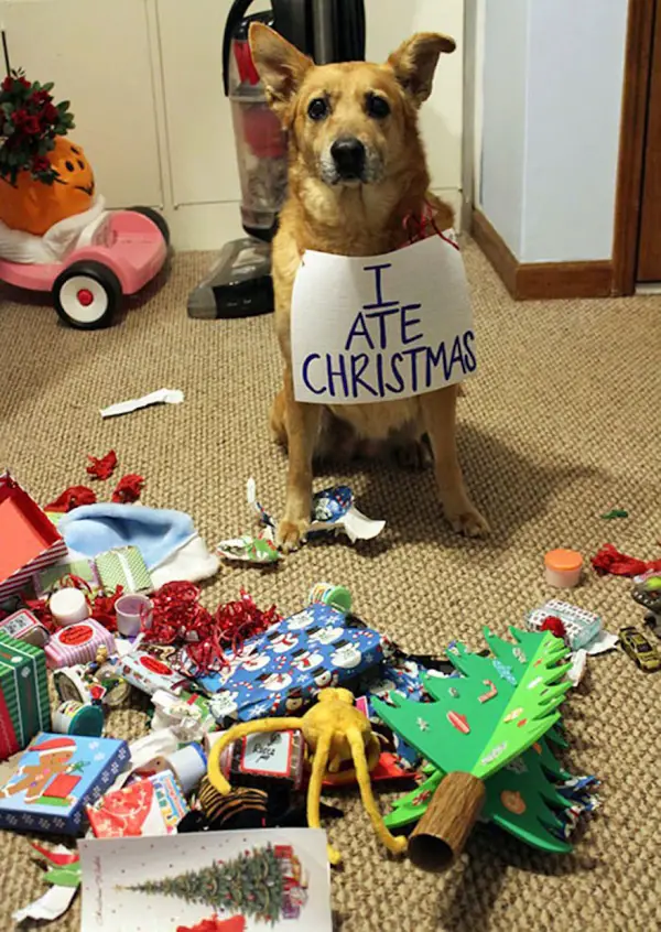 dont be angry at me its christmas 12 pictures 8