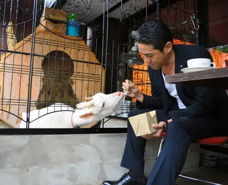 exotic animal cafes of japan 10 pictures 10
