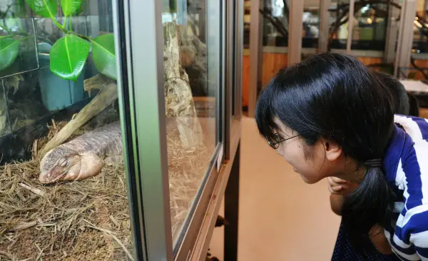 exotic animal cafes of japan 10 pictures 7