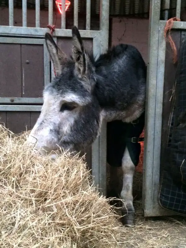 famous rescue of a smiling donkey 10 pictures 10