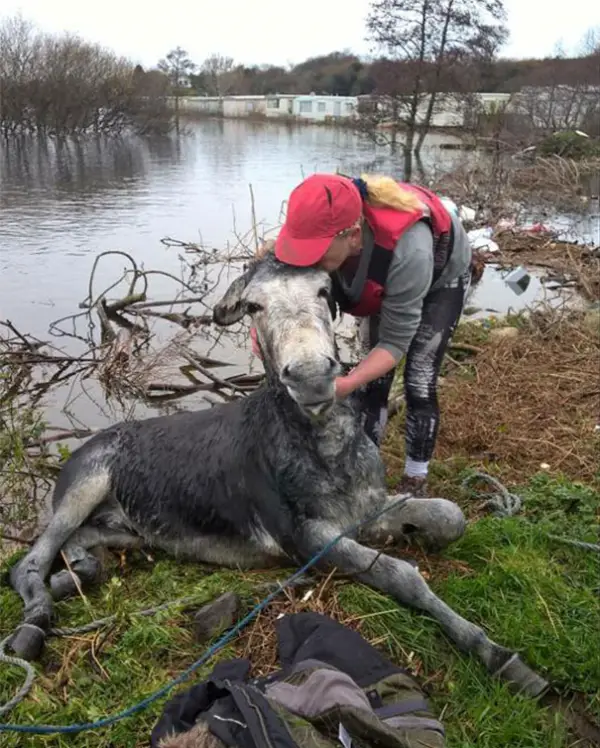 famous rescue of a smiling donkey 10 pictures 6