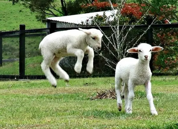 fate has brought together two lambs who have lost their moms  12 pictures 11