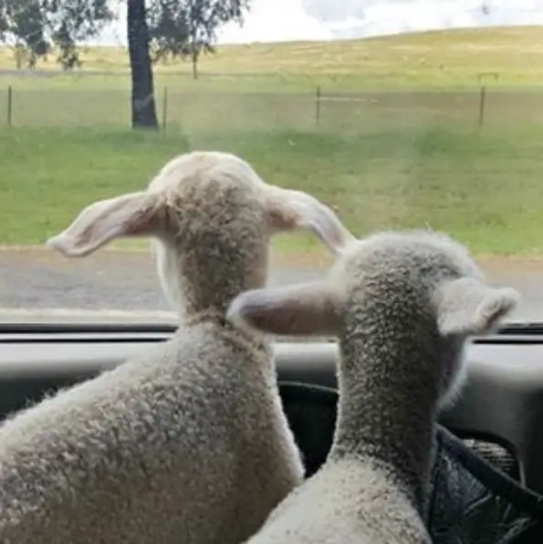 fate has brought together two lambs who have lost their moms  12 pictures 2