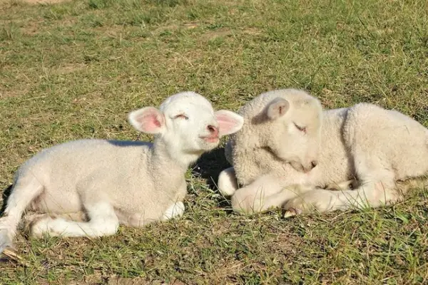 fate has brought together two lambs who have lost their moms  12 pictures 7