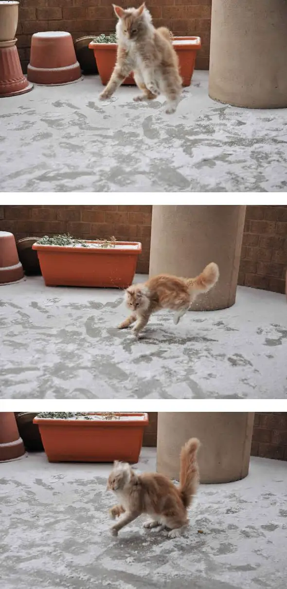 first snow and all the sweet reactions 12 pics 2