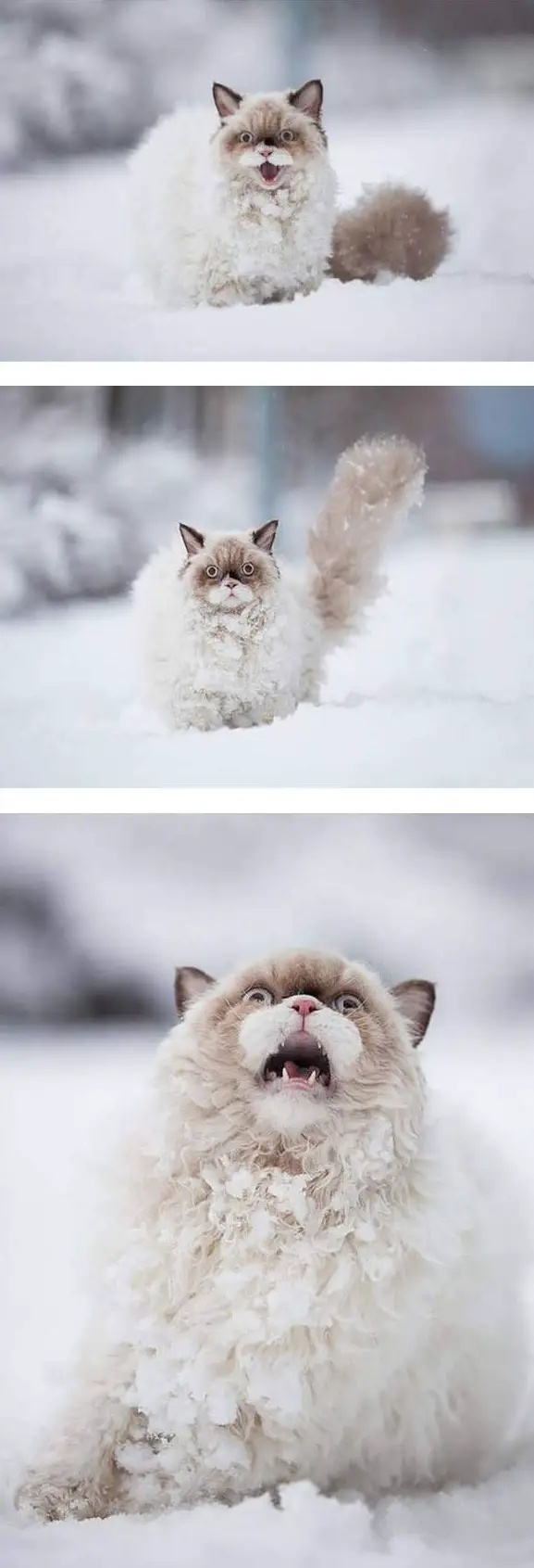 first snow and all the sweet reactions 12 pics 3